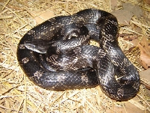 rat snake