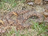 copperhead