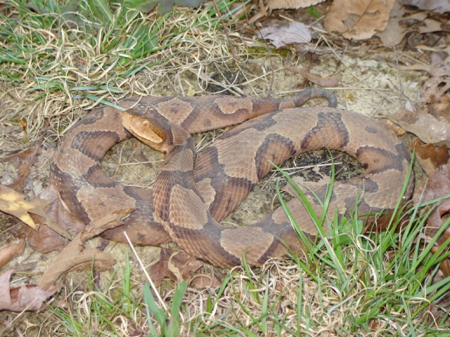 copperhead