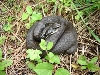 hognose