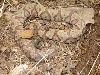 copperhead