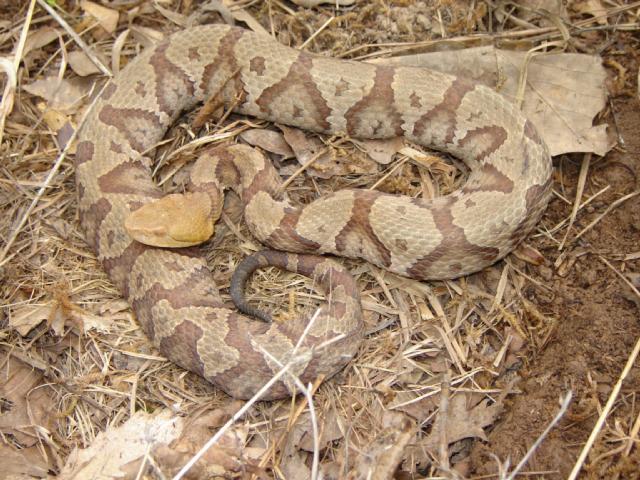 copperhead