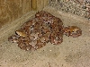 coppers