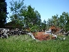 tin site