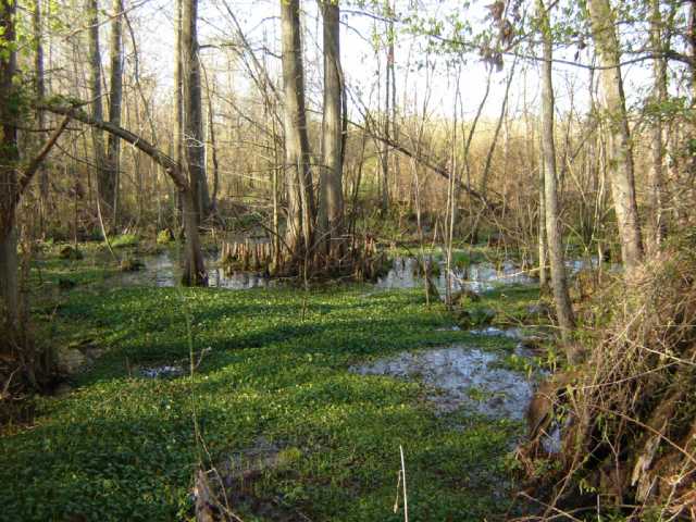 swamp