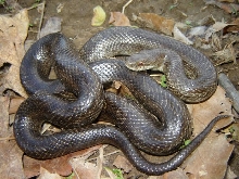 calligaster