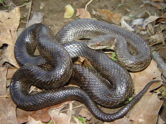 calligaster
