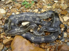 rat snake
