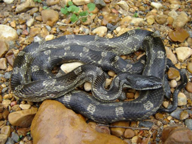 rat snake