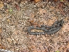 snakes