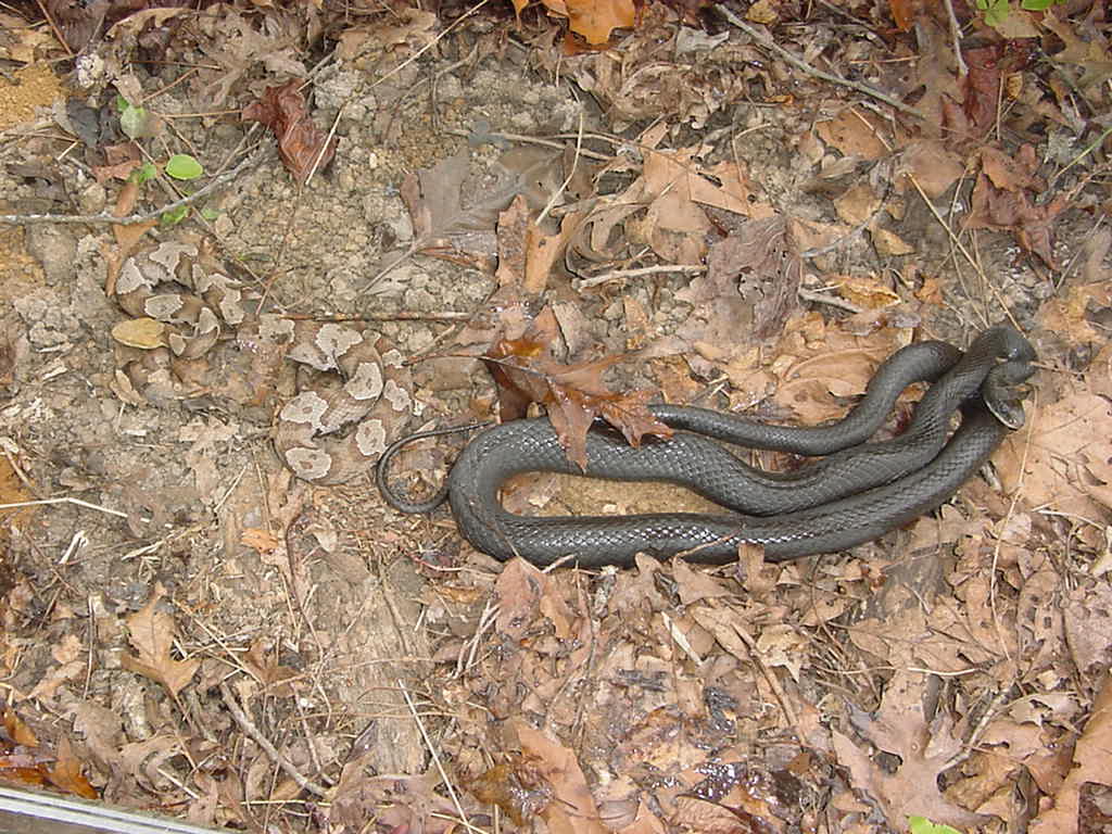 snakes