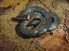 ringneck