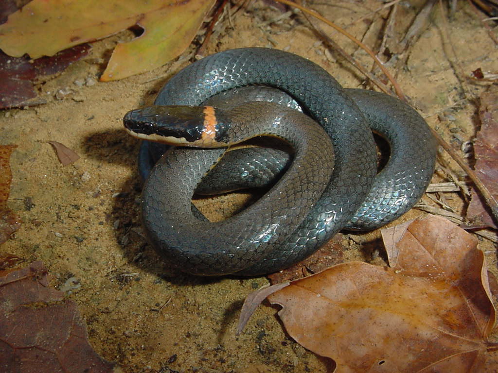 ringneck