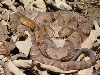 copperhead