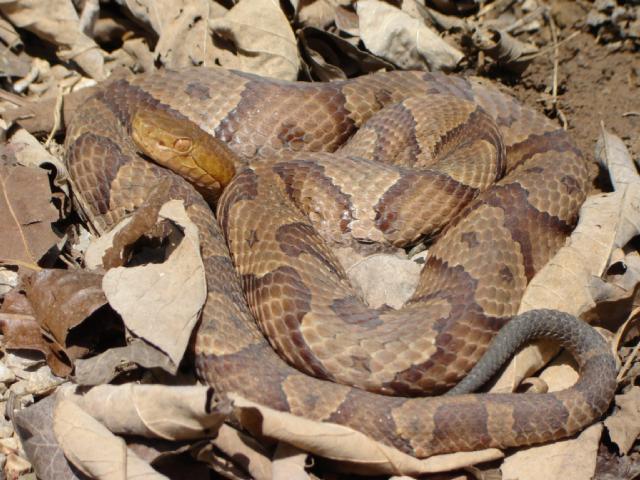 copperhead