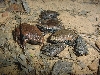 narrowmouth toads
