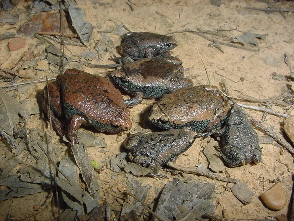 narrowmouth toads