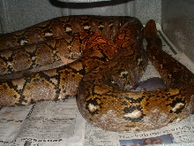 50% jampea cross poss. het