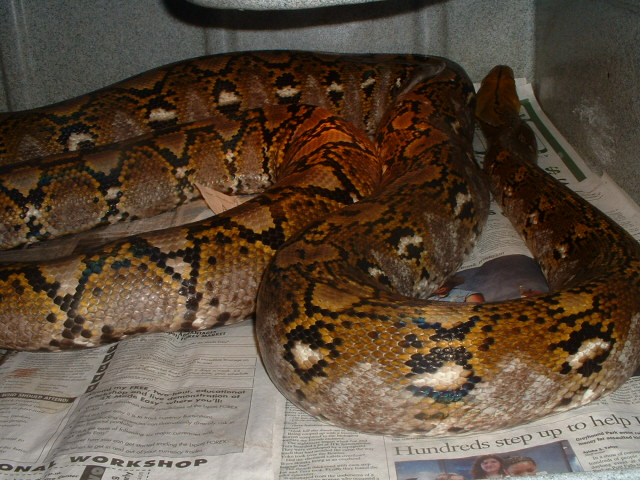 50% jampea cross poss. het