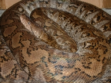 superjampea - same age as yellowhead het