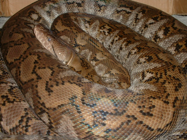 superjampea - same age as yellowhead het