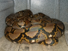 normal yellowhead 100% het albino.
