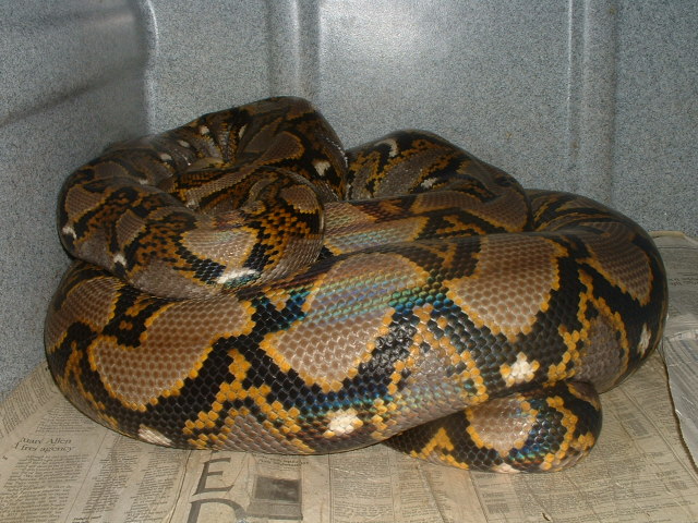 normal yellowhead 100% het albino.
