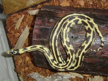 aries on his hide