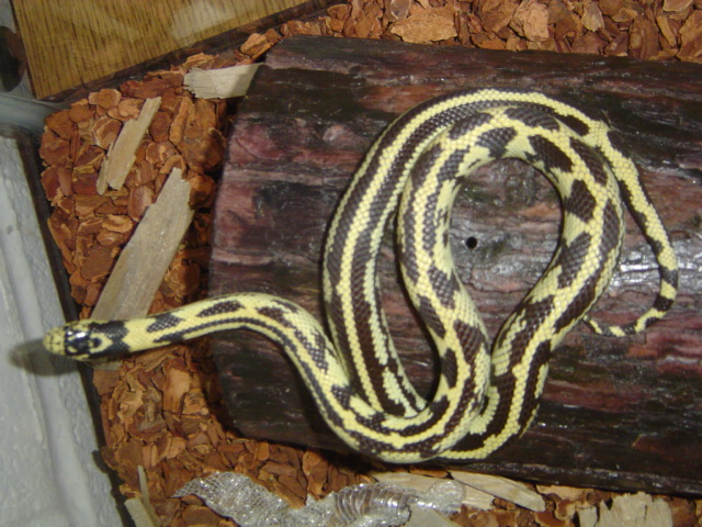 aries on his hide