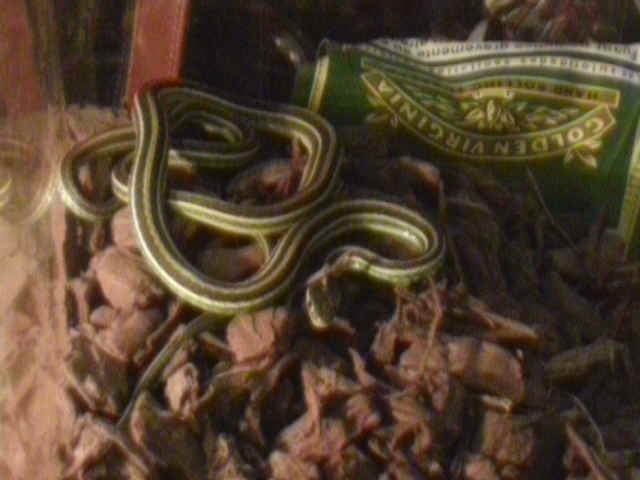 What type of ribbon is this?