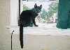 Noah in the window