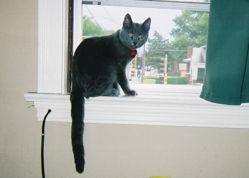 Noah in the window