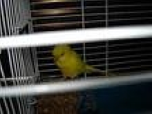 New Lutino Budgie