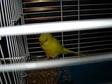 New Lutino Budgie