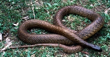 O. microlepidotus