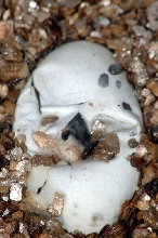 Oxyuranus scutellatus hatching