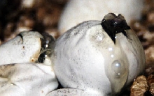 Mulga eggs hatching