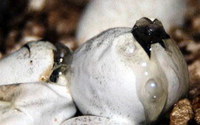 Mulga eggs hatching