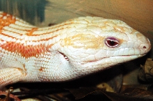 Albino Blue Tongue