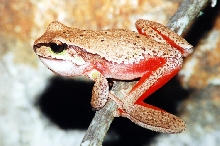 Blue Mountains Tree Frog