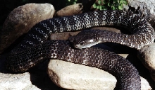 Notechis scutatus