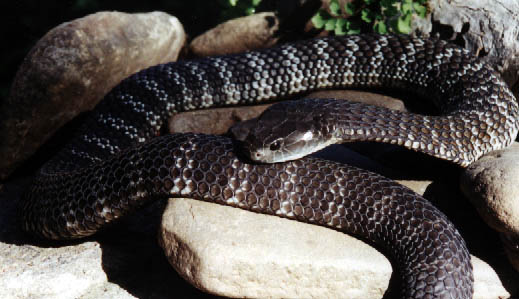 Notechis scutatus