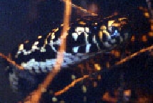 Hoplocephalus bungaroides