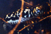 Hoplocephalus bungaroides