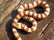 VR creme bicolor 2