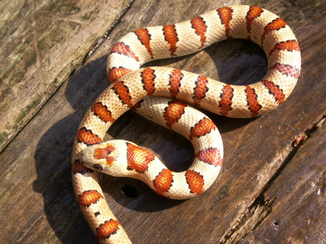VR creme bicolor 2