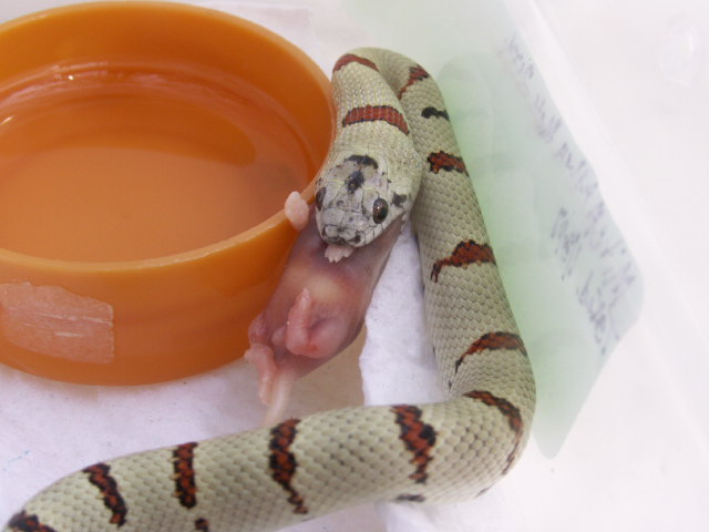 M. Allen Male 2