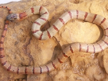 Green bicolor male 1