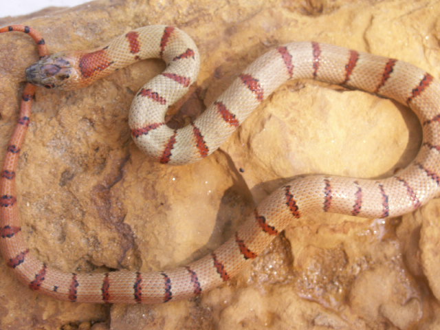Green bicolor male 1