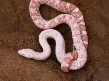 female southern pine